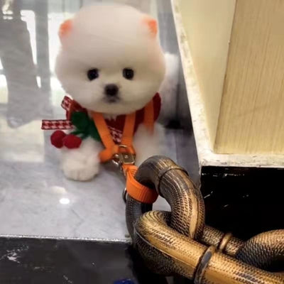 Correa para Perro Estilo Influencer - Accesorio Viral para Videos y Paseos - Image 2