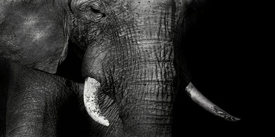 Póster Lienzo Vida Silvestre Africana - Image 18
