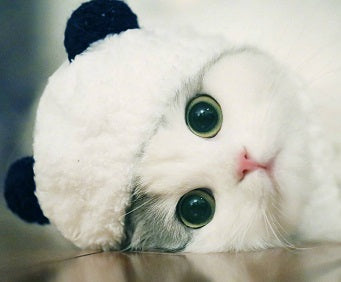 Gorro Panda para Mascotas