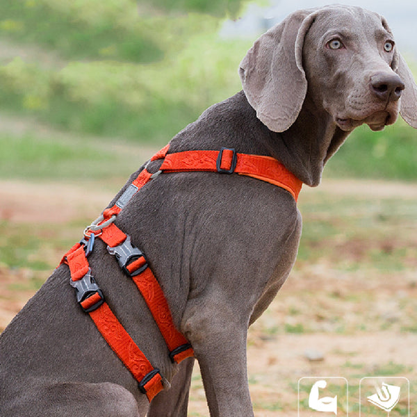 Arnés de Paseo para Perro con Correa Pectoral