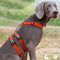 Arnés de Paseo para Perro con Correa Pectoral