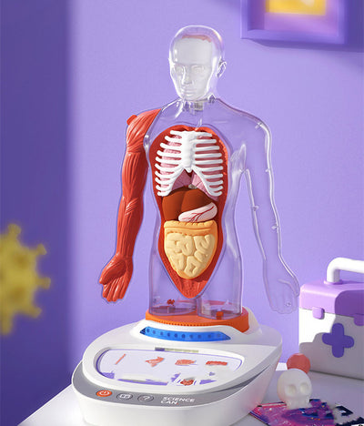 Modelo Anatómico Humano con Órganos Desmontables para Niños - Image 8