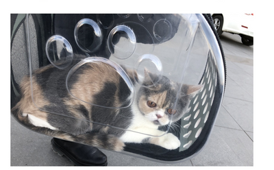 Mochila Transportadora Transparente para Gatos y Perros - Plegable y Respirable - Image 4