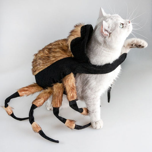 Arañas Mascota con Disfraces Intercambiables - Image 5
