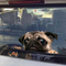 Adhesivo 3D para Auto - Caracol Pug Divertido