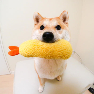 Shiba Inu dog holding a yellow fried shrimp tempura plush squeaky toy in its mouth, looking forward.