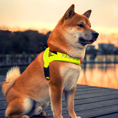 Arnés de Pecho para Perros con Correa Integrada - Image 19