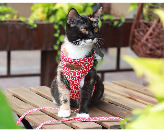 Cuerda de Paseo para Gatos - Image 20