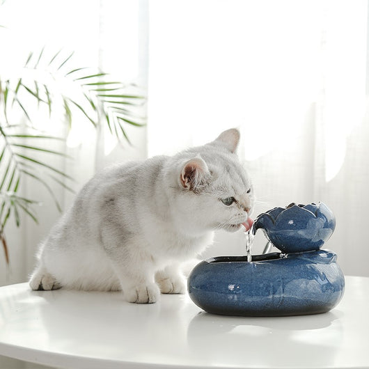 Comedero y Bebedero Automático para Gatos - Image 5