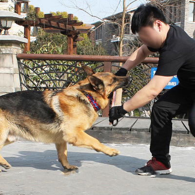 Arnés Profesional de Adiestramiento para Perros de Trabajo