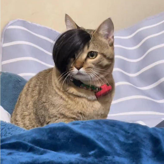 Peluca Zorro para Gatos - Disfraz Divertido para Mascotas