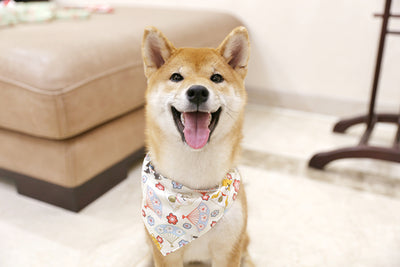 Pañuelo Triangular Absorbente para Perros - Image 11