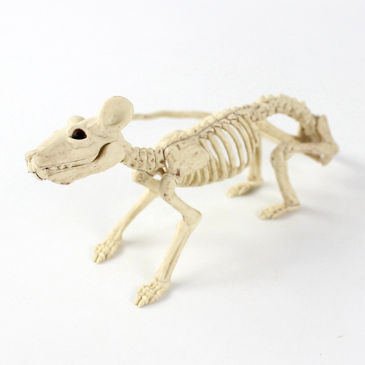 Cráneo Animal de Plástico - Réplica Esqueleto Decorativo - Image 18