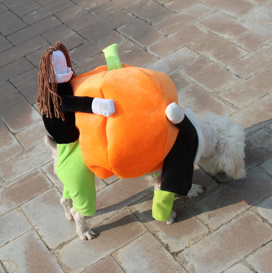 Ropa y Accesorios para Mascotas - Image 2