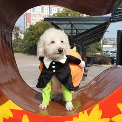 Ropa y Accesorios para Mascotas
