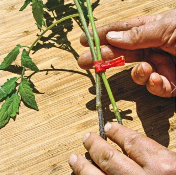 Pinza Especial para Brotes de Sandía y Chili
