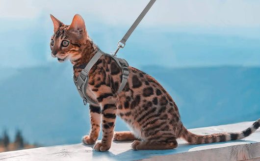 Arnés y Correa para Gatos de Verano - Chaleco Ajustable Anti-Escape en Malla Suave - Image 14