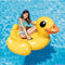 Pato Amarillo