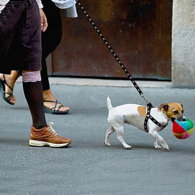 Correa para Perro Estampada - Image 4