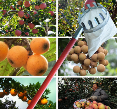 Cosechador de Frutas Profesional de Metal para Huertos y Jardines - Image 2