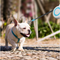 Correa Retráctil Automática para Mascotas con Control Manual
