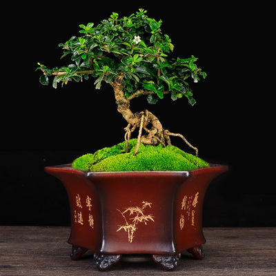 Maceta Hexagonal de Cerámica Transpirable para Orquídeas