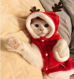 Disfraz de Papá Noel para Perros Pequeños - Ropa Navideña - Image 4