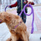 Purple 1 L 1.3 Meters Long Amp 2