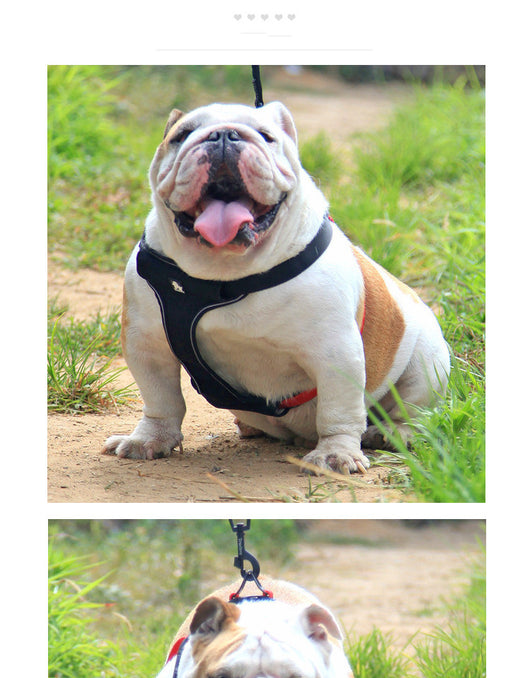 Correa y Collar para Pasear Perros - Control Seguro y Cómodo - Image 8