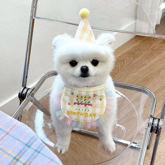 Babero Fiesta Cumpleaños para Perros - Toalla Absorbente Saliva