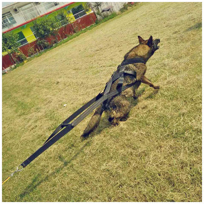 Arnés de Pecho para Perros - Sistema de Entrenamiento Seguro - Image 4