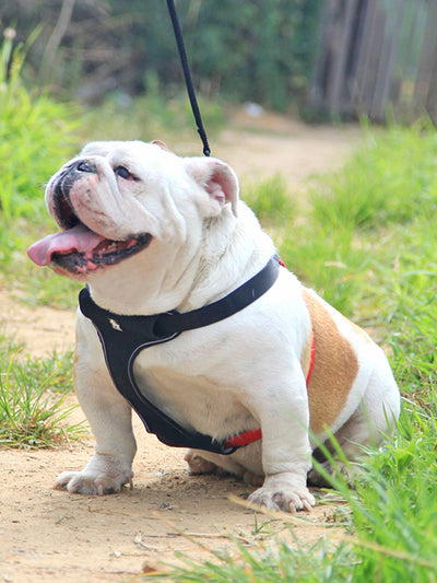 Correa y Collar para Pasear Perros - Control Seguro y Cómodo - Image 6