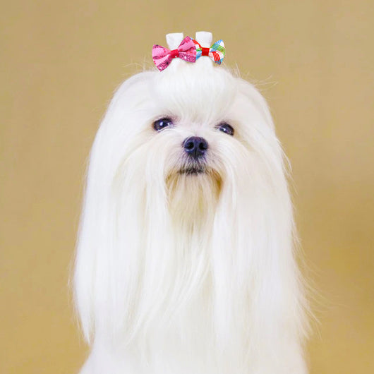 Moños Escoceses para Mascotas - Accesorios Elegantes - Image 10