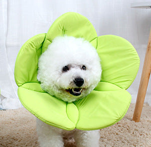 Protector Antirraspuños para Mascotas con Diseño Floral - Image 13