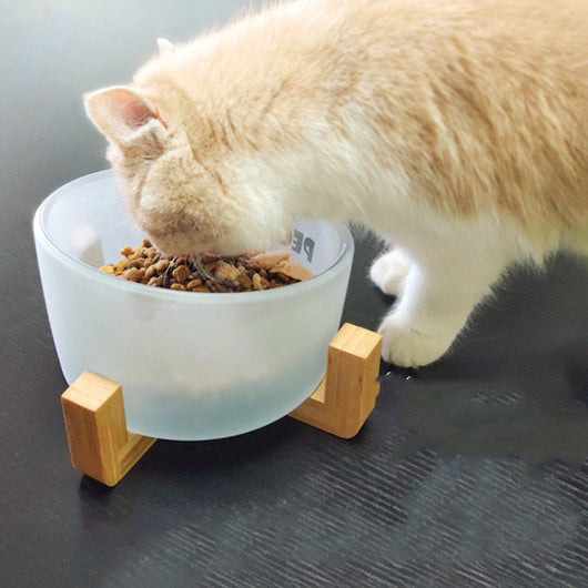 Comedero Inclinado de Cristal para Gatos - Image 5