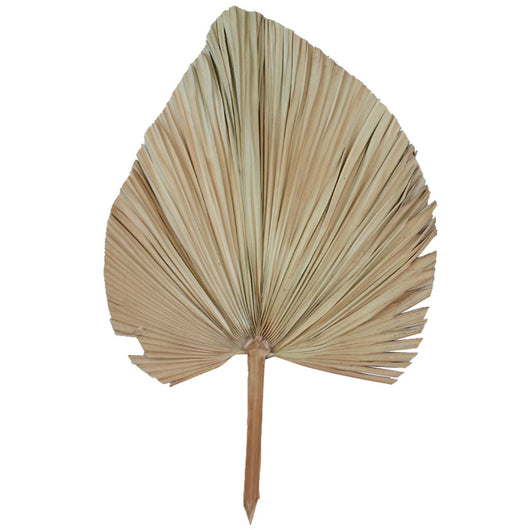Hojas de Palma Secas - Decoración Natural para Paredes y Eventos