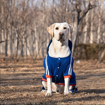 Ropa para Perros Grandes - Colección Año Completo Talla Mediana-Grande - Image 10
