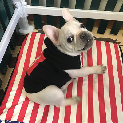 Suéter de Lana con Alfabeto para Perros - Image 3