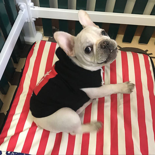 Suéter de Lana con Alfabeto para Perros - Image 3