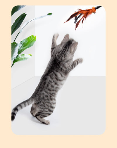 Pure Cat Mint Powder pouch with two kittens, a green leaf graphic, and a window showing dried catnip leaves. Label reads 'Catnip Leaves' and '5g'. - Image 15
