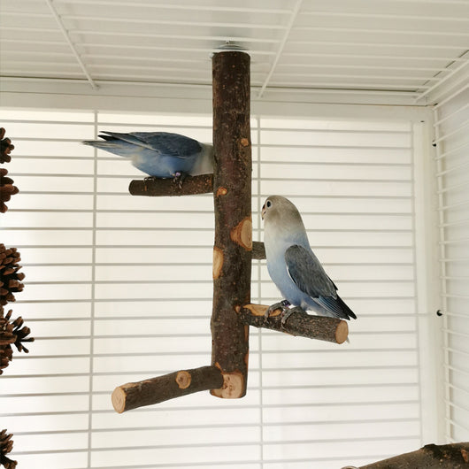 DIY bird stand kit with natural apple wood perches, including a long main perch, four smaller perches, and metal hardware. - Image 7