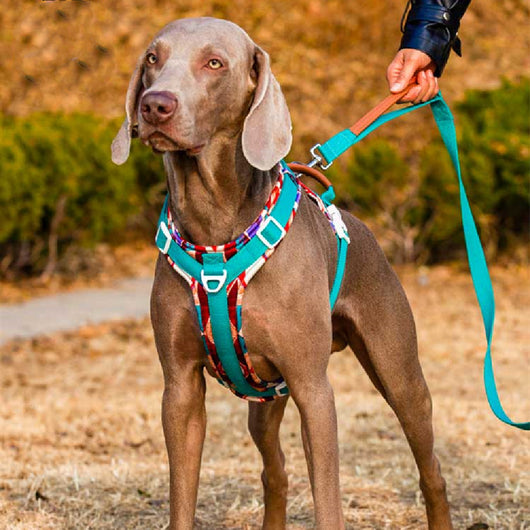 Arnés de Pecho para Perros Medianos y Grandes - Resistente al Calor Veraniego