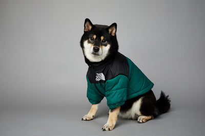 Abrigo Impermeable y Cortavientos para Perros - Ropa de Invierno Acolchada - Image 31