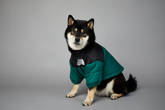 Abrigo Impermeable y Cortavientos para Perros - Ropa de Invierno Acolchada - Image 31