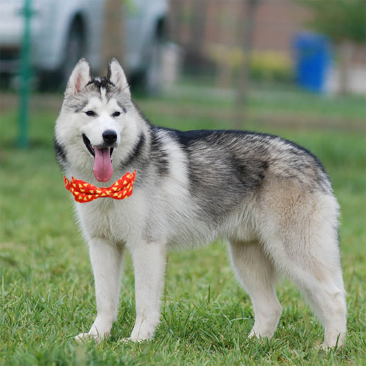 Collar Navideño para Perros Grandes con Moño Festivo - Image 8