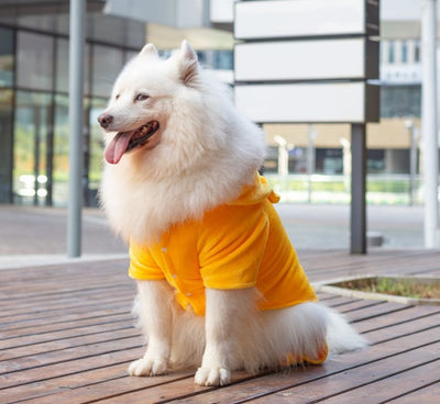 Ropa para Perros Grandes - Colección Año Completo Talla Mediana-Grande - Image 13