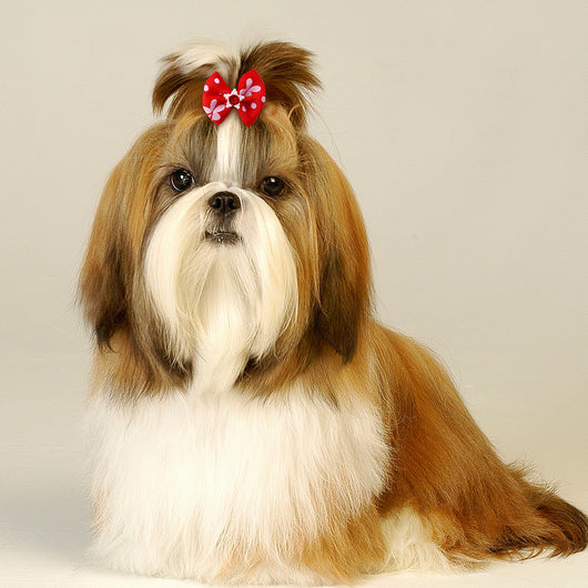 Moño Elástico Floral para Mascotas - Accesorios para Perros y Gatos - Image 10