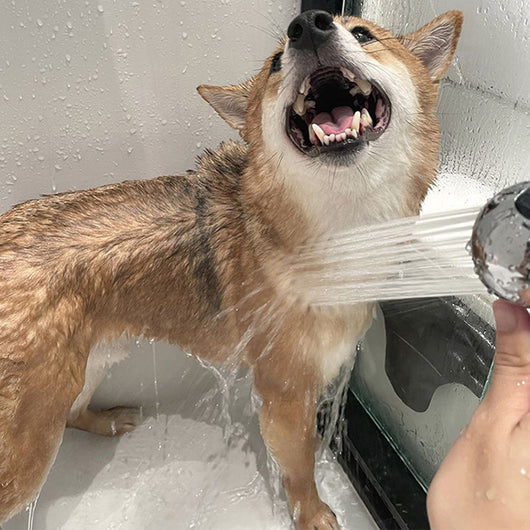 Ducha Portátil para Mascotas y Barbería - Cabezal Suave sin Presión - Image 7