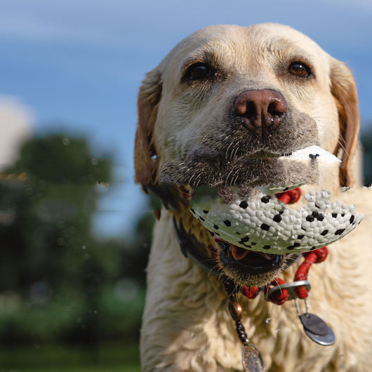 Golden retriever dog swimming in water, holding a white, textured, rugby-shaped pet chewing toy with pink and blue dots. - Image 7