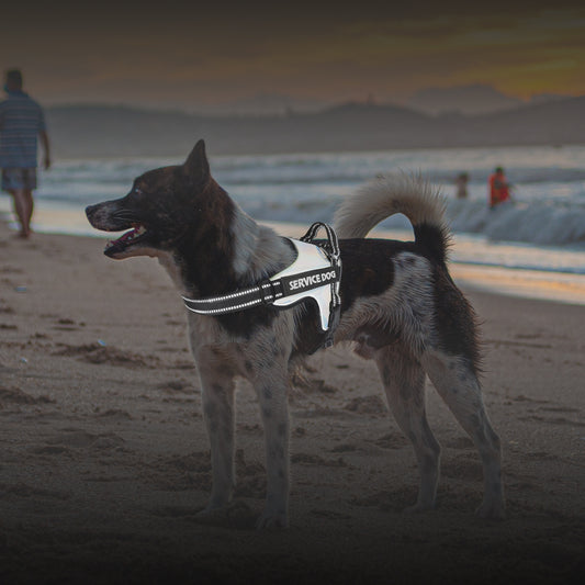 Arnés de Tracción Premium para Perros Grandes y Medianos